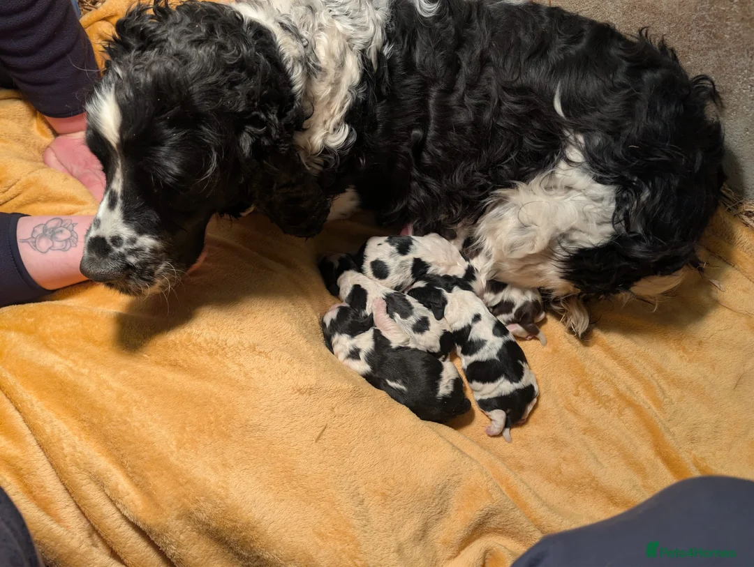 English Springer Spaniel dogs for sale: Beautiful KC Show Line ESS puppies - Advert 7