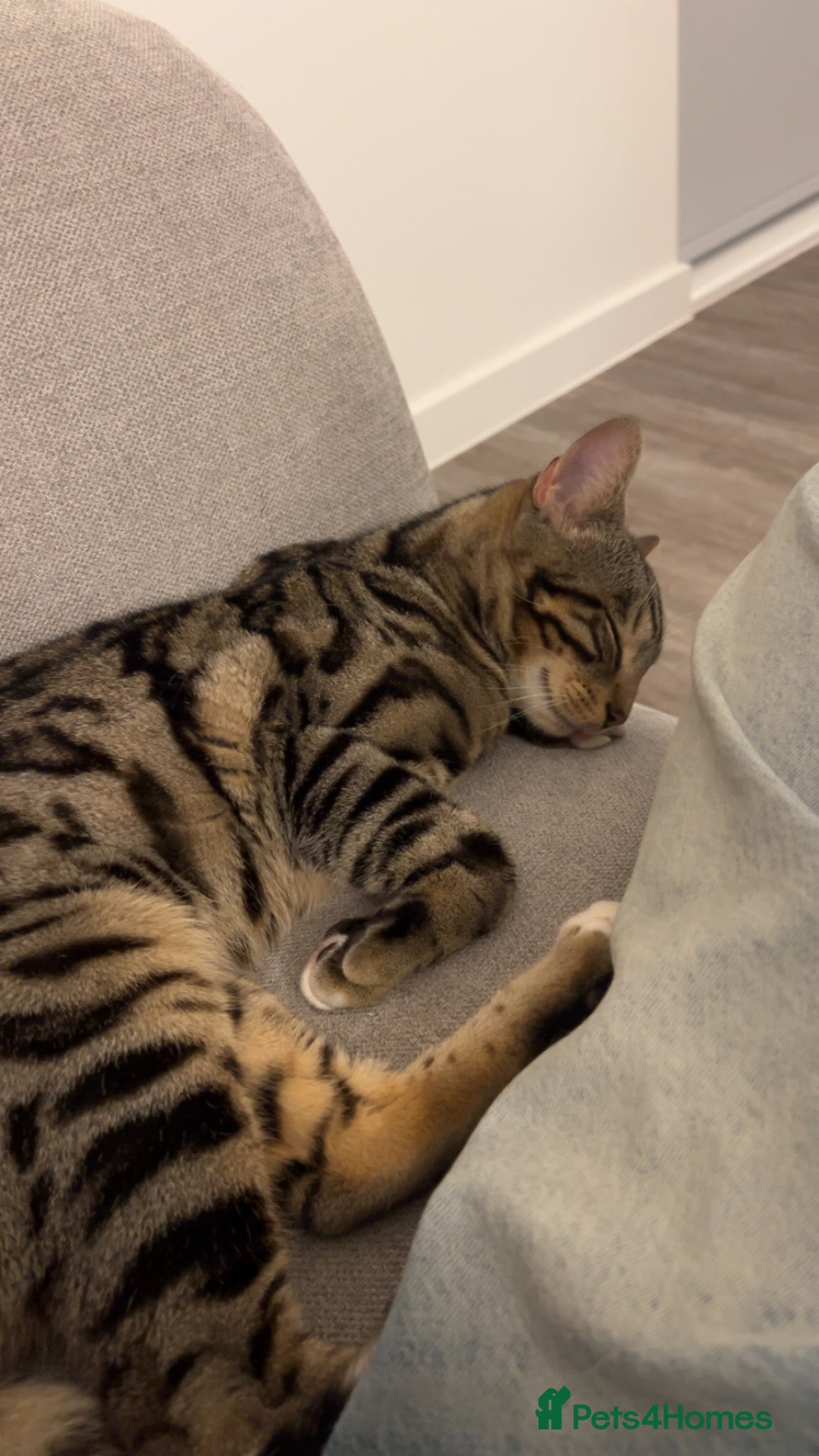 Bengal cats Loving and Gentle Bengal cat - Advert 1