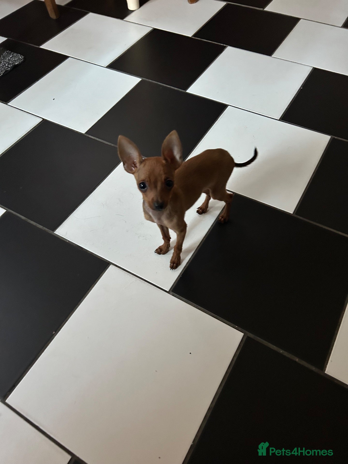 Miniature Pinscher dogs MINI PINTCHER FEMALE  - Advert 9