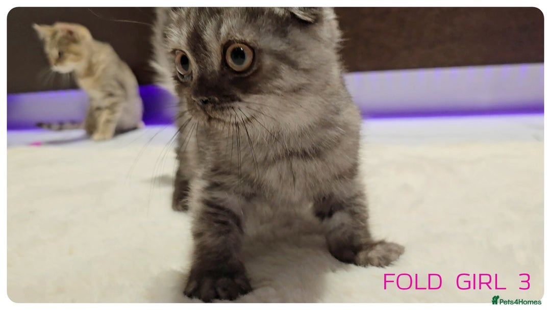 Scottish Fold cats for sale: Scottish Fold Kittens  - Advert 13