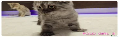 Scottish Fold Smoke