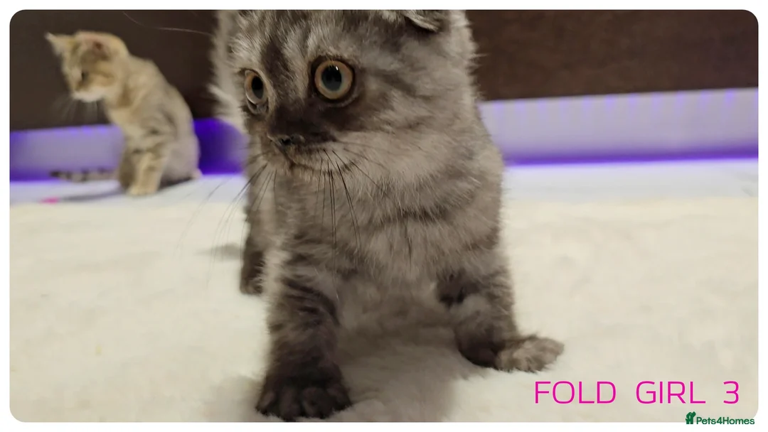 Scottish Fold cats for sale: Scottish Fold Kittens  - Advert 13