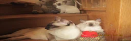 Siamese cats for sale: siamese kittens - Advert 4