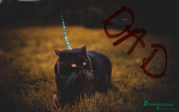 British Shorthair cats for sale: Take me home🏡, I need a loving family🙏❤️🥰🐈‍⬛ - Image 7
