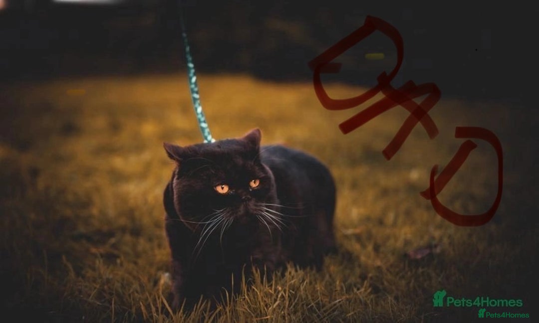British Shorthair cats for sale: Take me home🏡, I need a loving family🙏❤️🥰🐈‍⬛ - Image 7