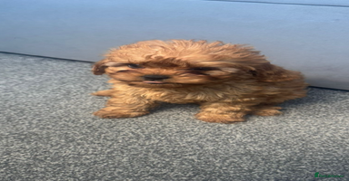 Cavapoo dogs - Advert 7