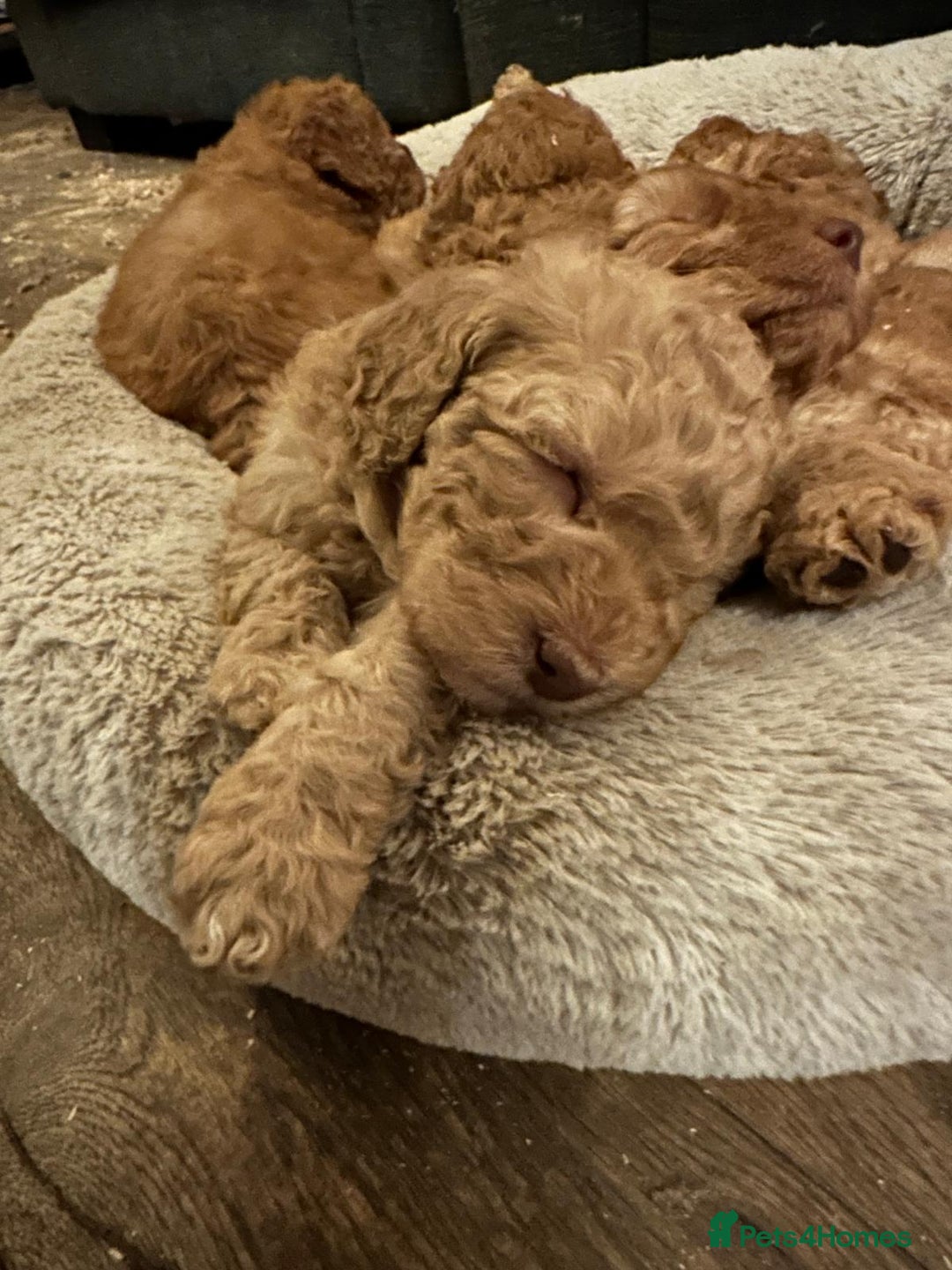 Australian Labradoodle dogs for sale: Australian Labradoodle Puppies - Advert 9
