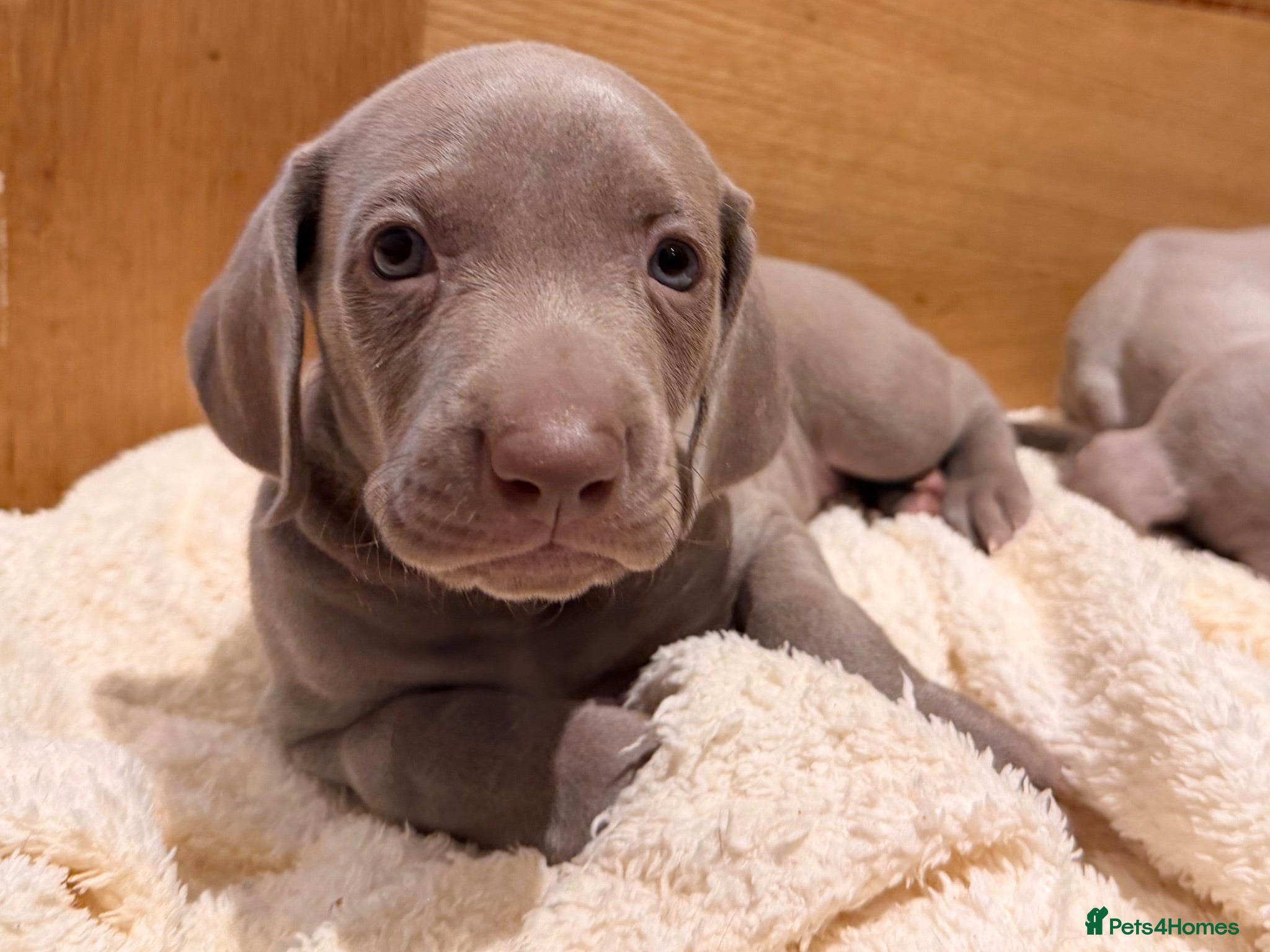 Weimaraner dogs Wonderful KC Reg Weimaraner Puppies x 6  - Advert 1