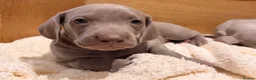 Weimaraner dogs for sale: Wonderful KC Reg Weimaraner Puppies x 6  - Advert 6