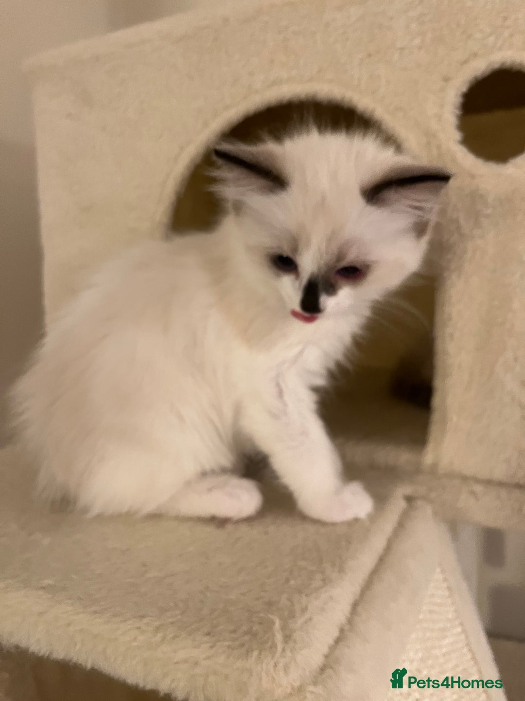 Ragdoll cats for sale: Pure Ragdoll kittens for sale london  - Image 6