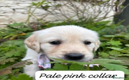 Golden Retriever dogs for sale: ❤️ Superb Litter of Golden Retriever Puppies ❤️ - Image 16