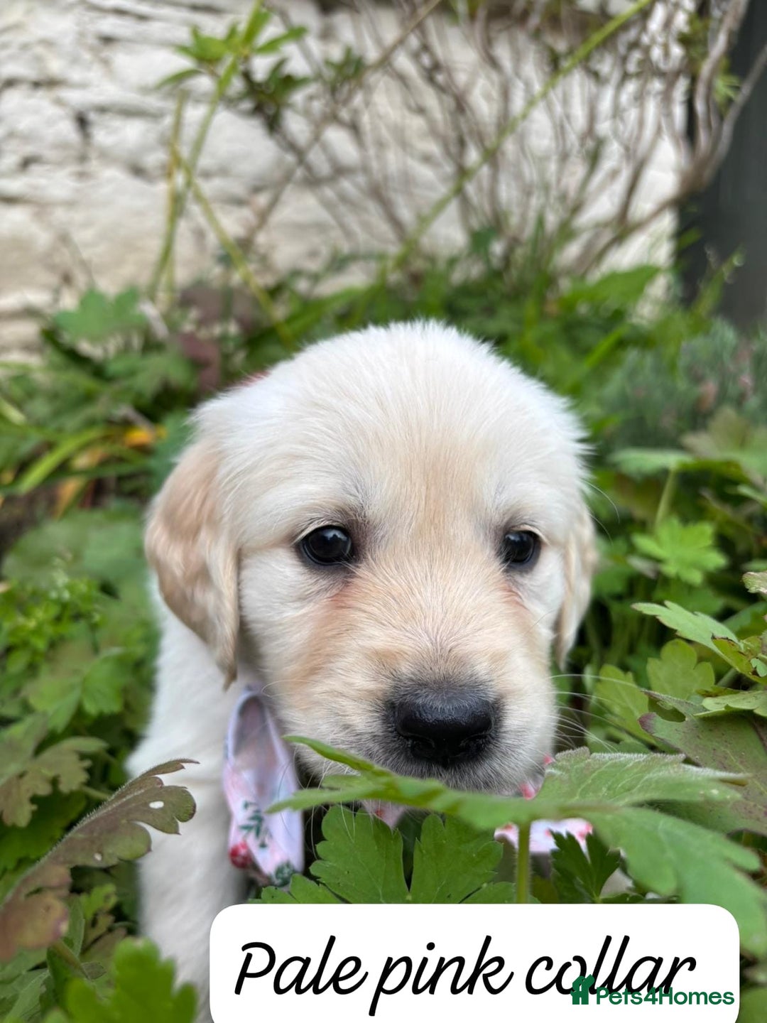 Golden Retriever dogs for sale: ❤️ Superb Litter of Golden Retriever Puppies ❤️ - Image 16