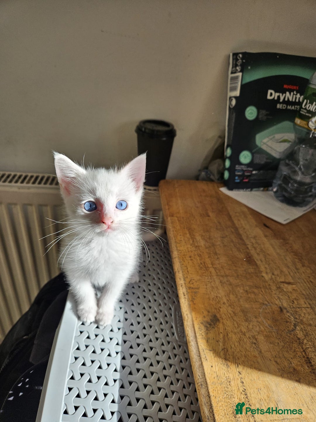 Turkish Angora cats for sale: White Turkish Angora kittens 😸 😍 ♥️  - Advert 2