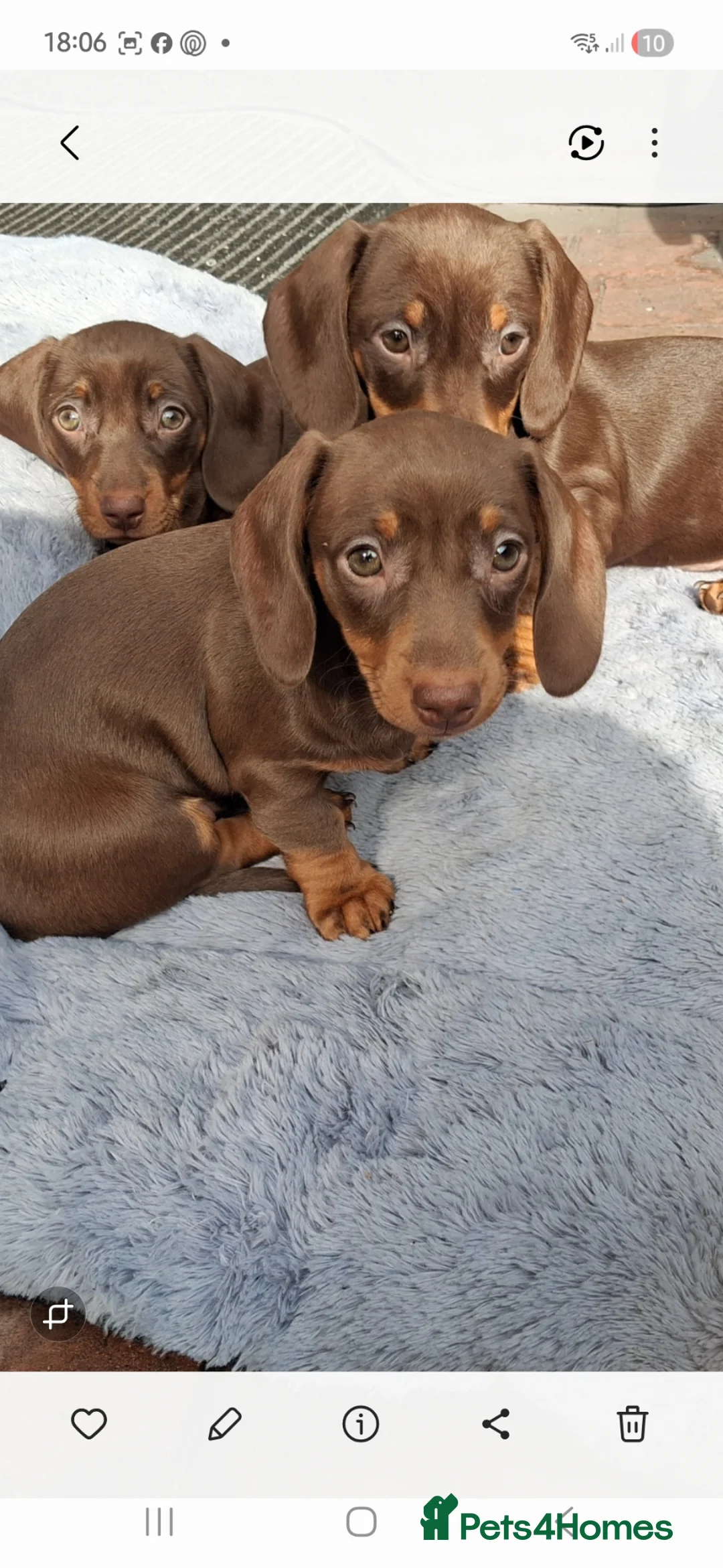 Dachshund dogs for sale: 4 beautiful female mini Dashhounds in Runcorn - Advert 2