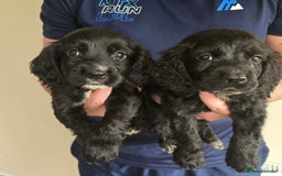 Cocker Spaniel dogs for sale: Cocker Spaniel puppies  - Image 3