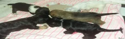 Mixed Breed dogs for sale: Two Beautiful Frenchie Poo Girls - Advert 7