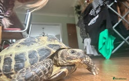 Tortoise reptiles for sale: Horsefield Tortoise  - Image 4
