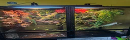 Chameleon reptiles for sale: Male panther chameleon in Birmingham - Advert 1