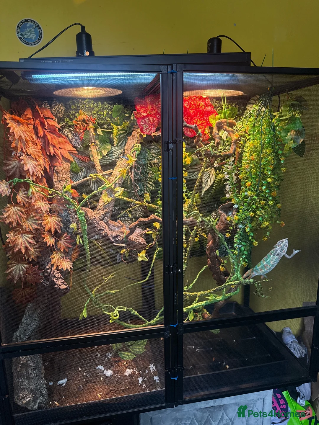 Chameleon reptiles for sale: Male panther chameleon in Birmingham - Advert 1