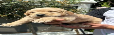 Golden Retriever 4