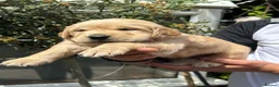 Golden Retriever dogs for sale: EXCEPȚIONAL GOLDEN RETRIVIER PUPPIES💙🩷 - Advert 6