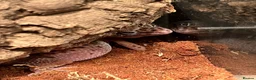 Leopard Gecko reptiles for sale: Rehoming Leopard Gecko - Advert 7