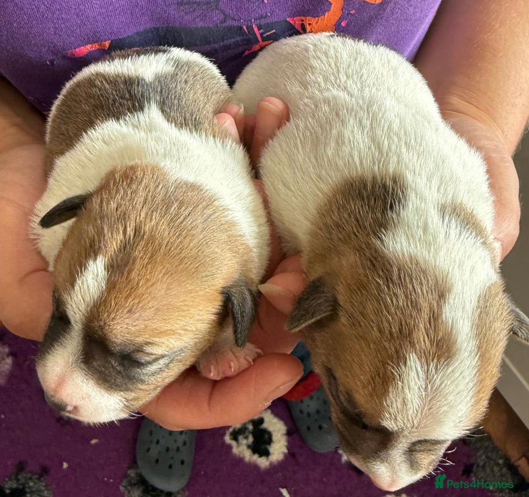 Jack Russell dogs for sale: Bred From Health Tested Parents - Image 23