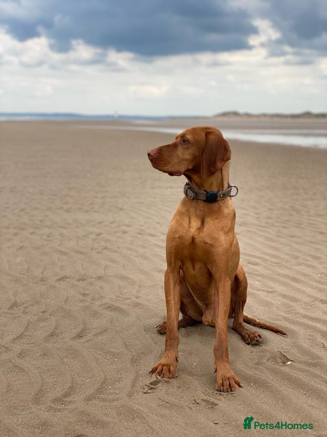 Hungarian Vizsla dogs for stud: Rolo Hungarian Viszla STUD in Treharris - Advert 2