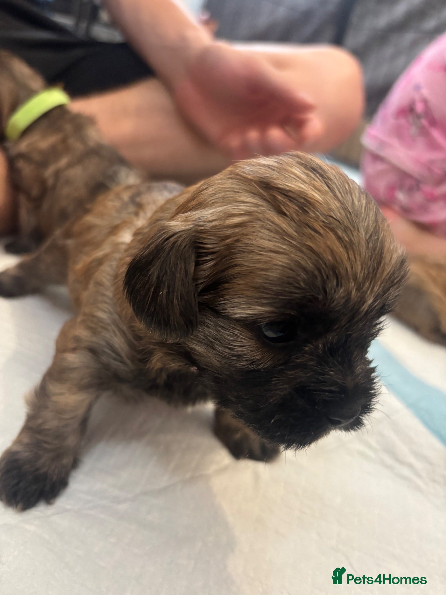 Mixed Breed dogs 6 gorgeous Shorkie Puppies  - Advert 12