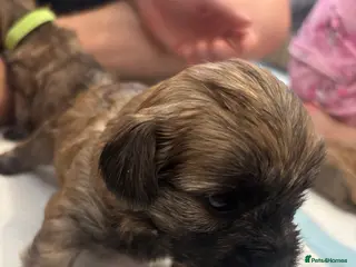 Mixed Breed dogs 6 gorgeous Shorkie Puppies - Advert 2