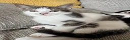 Mixed Breed cats for sale: 4 beautiful Tabby kittens  - Advert 5