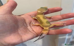 Leopard Gecko reptiles for sale: Lepard gecko babies  - Image 2