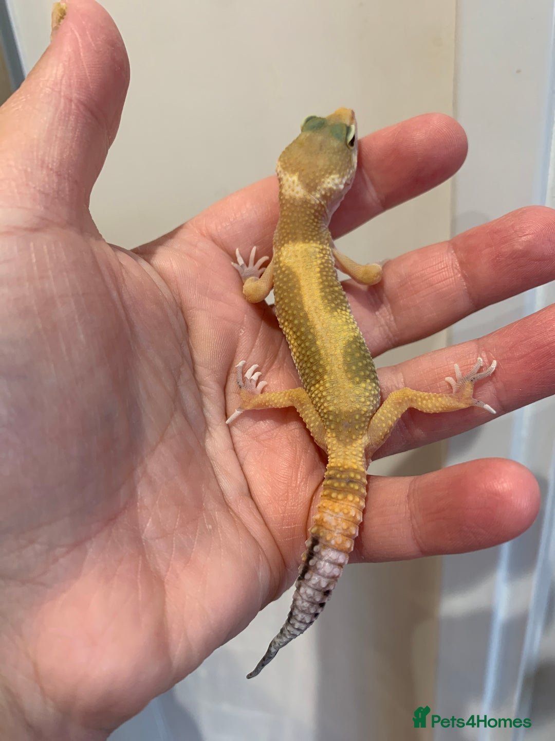 Leopard Gecko reptiles for sale: Lepard gecko babies  - Image 2