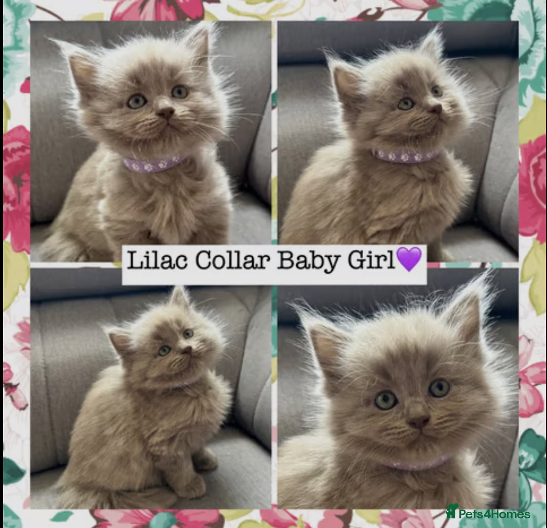 Mixed Breed cats for sale:  Fluffy Ragdoll x British Shorthair Kittens - Image 8