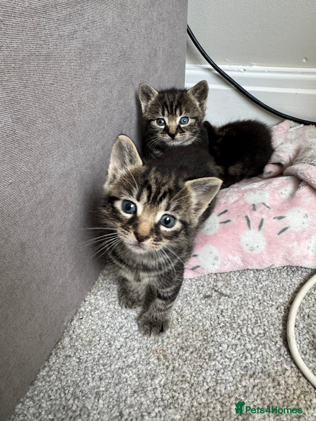 Mixed Breed cats for sale: Gorgeous Kittens ready to go in 2 weeks - Advert 27