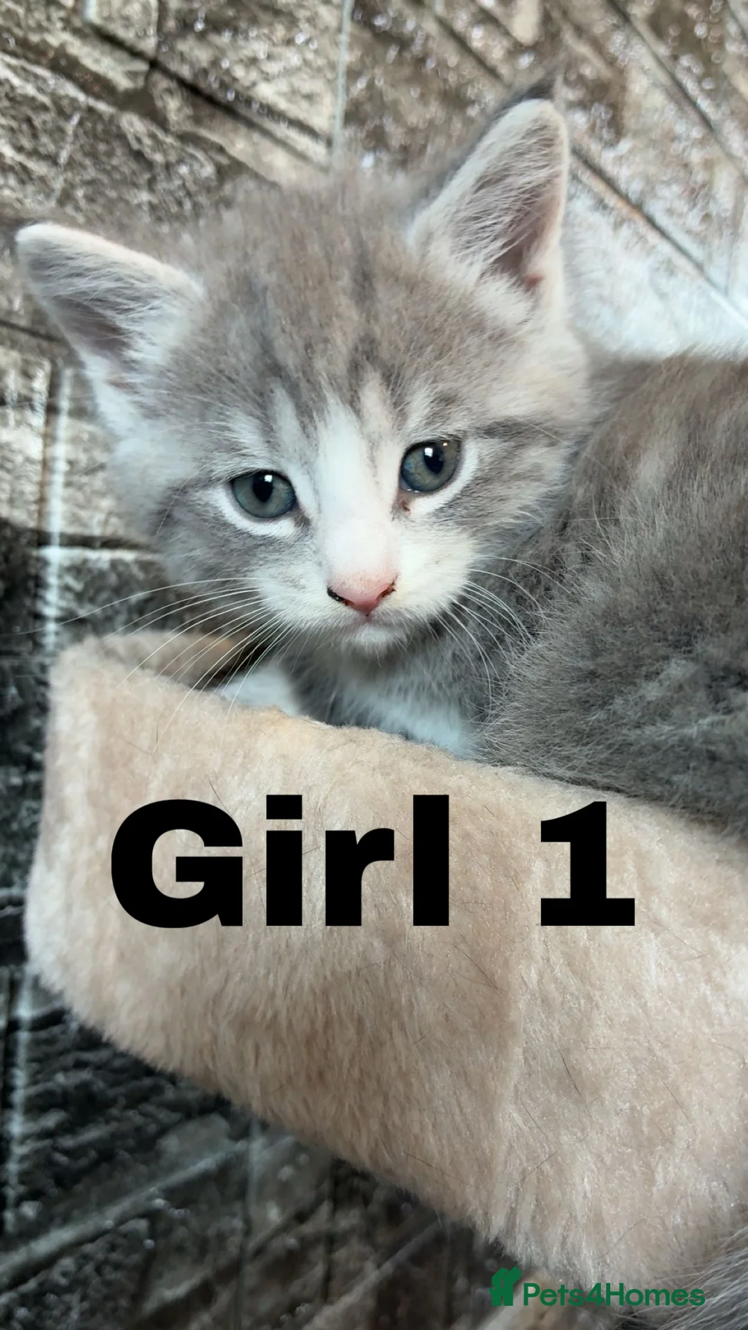 Mixed Breed cats for sale: Mainecoon cross kittens  - Advert 5