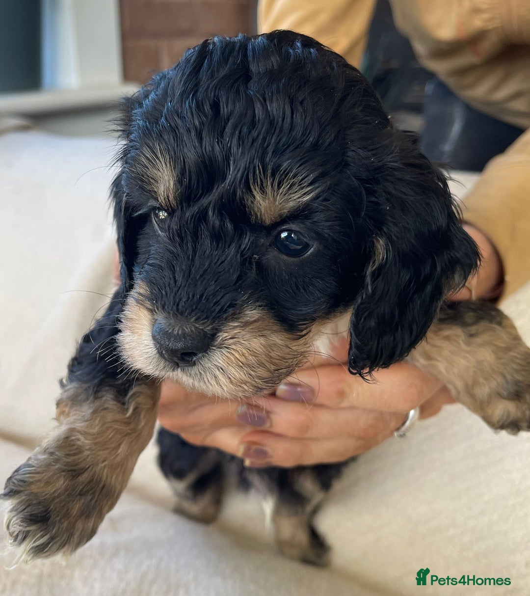 Cockapoo dogs for sale: Toy cockerpoo puppies  - Advert 6