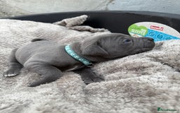 Cane Corso dogs for sale: Stunning blue cane corso litter - Image 10