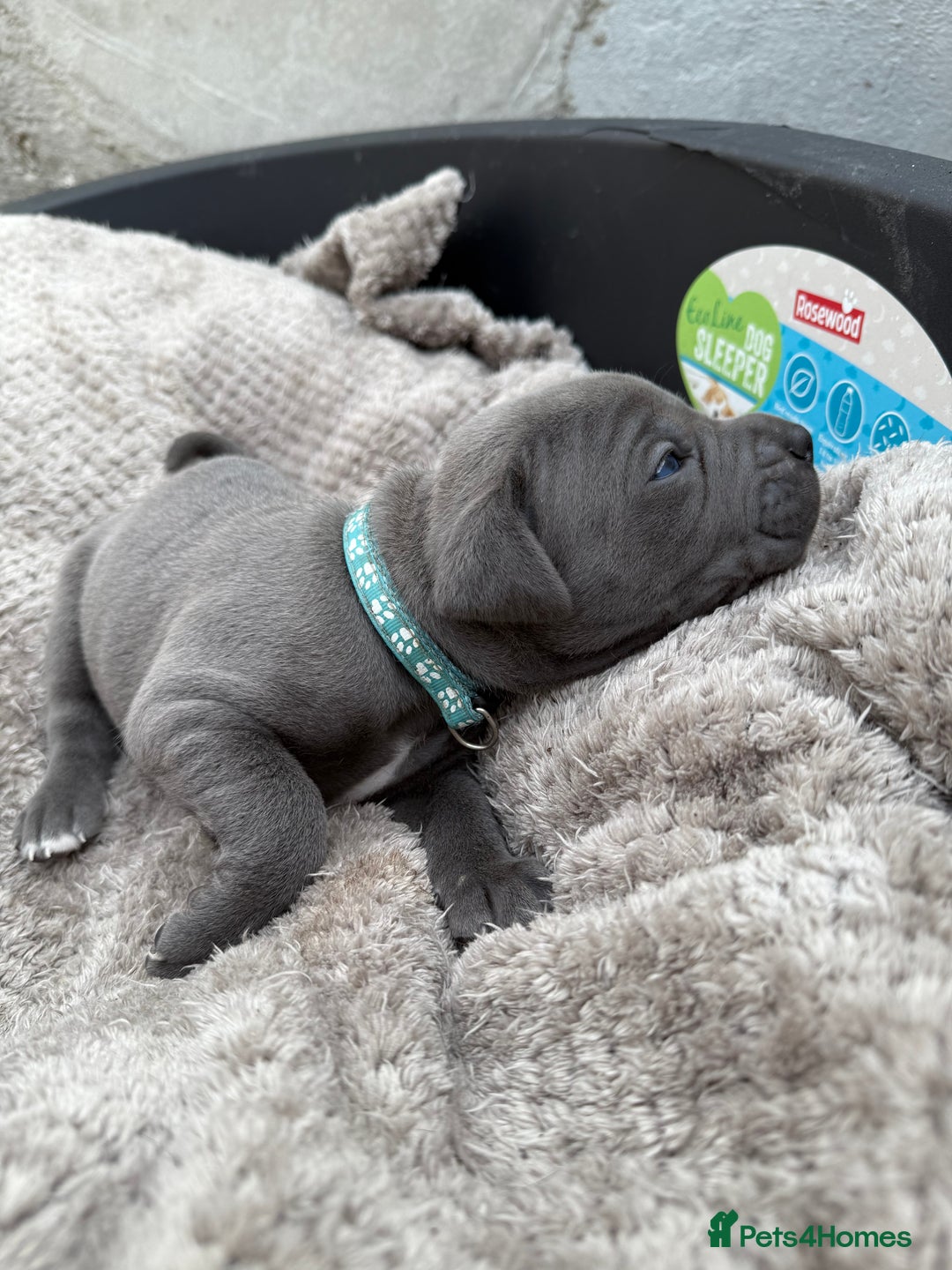Cane Corso dogs for sale: Stunning blue cane corso litter - Image 10