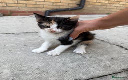 Mixed Breed cats for sale: loved and cared for kittens looking for new home🥹 - Image 36