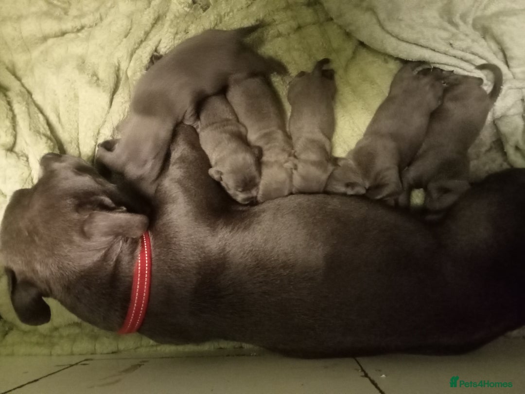 Staffordshire Bull Terrier dogs for sale: Solid blues SBT - Image 4