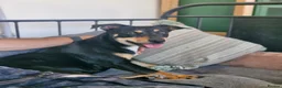 Mixed Breed dogs for adoption: 💕 Meet Brandy —a little dog with a huge heart 💕 - Advert 3