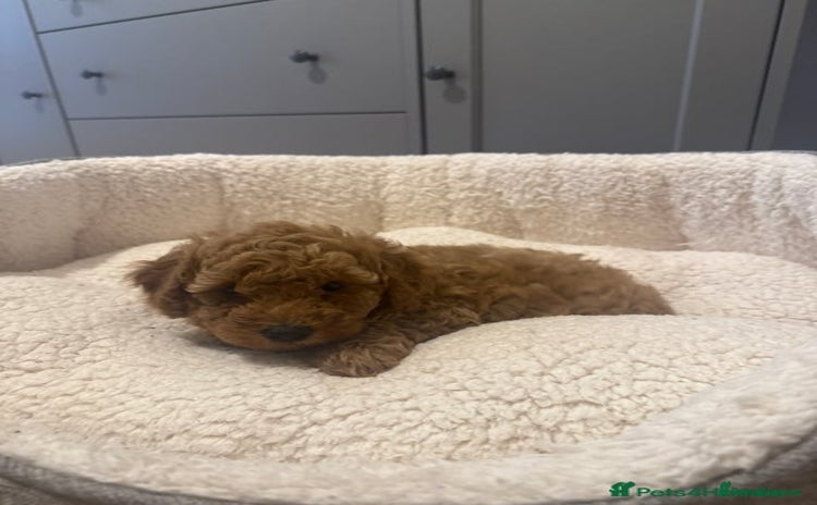 Cockapoo dogs - Advert 2