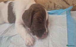 English Springer Spaniel dogs for sale: Beautiful Springer spaniel pups - Image 7