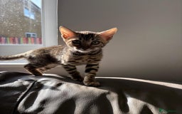 Bengal cats for sale: Pure bred bengal kittens - Image 13