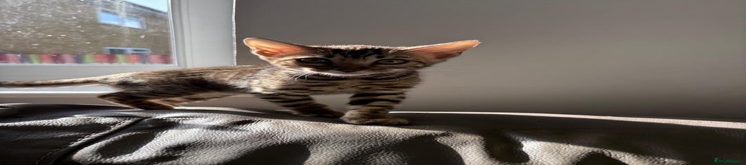 Bengal Kitten 4