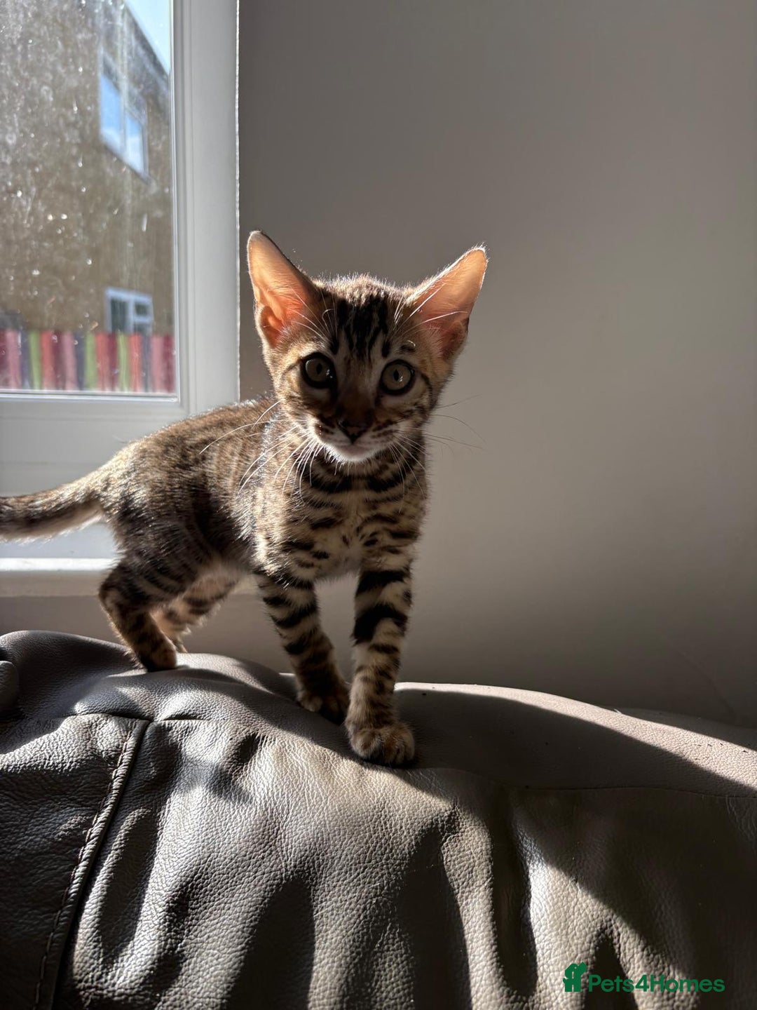 Bengal cats for sale: Pure bred bengal kittens - Image 13