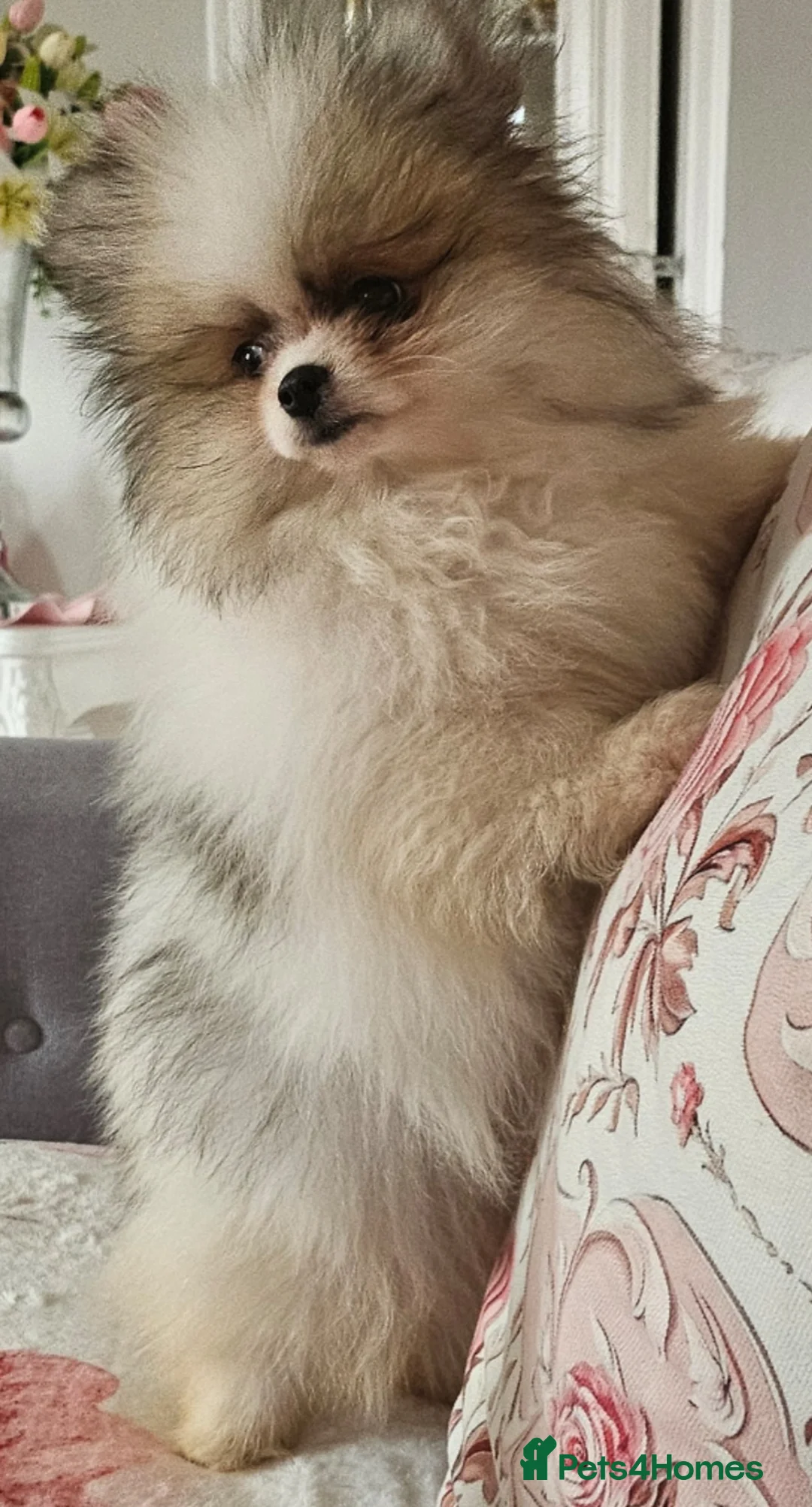 Pomeranian dogs for sale: Beautiful Russian pomeranian MALE.. - Advert 5