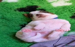 Jack Russell dogs for sale: Jack Russell Puppies  - Image 12