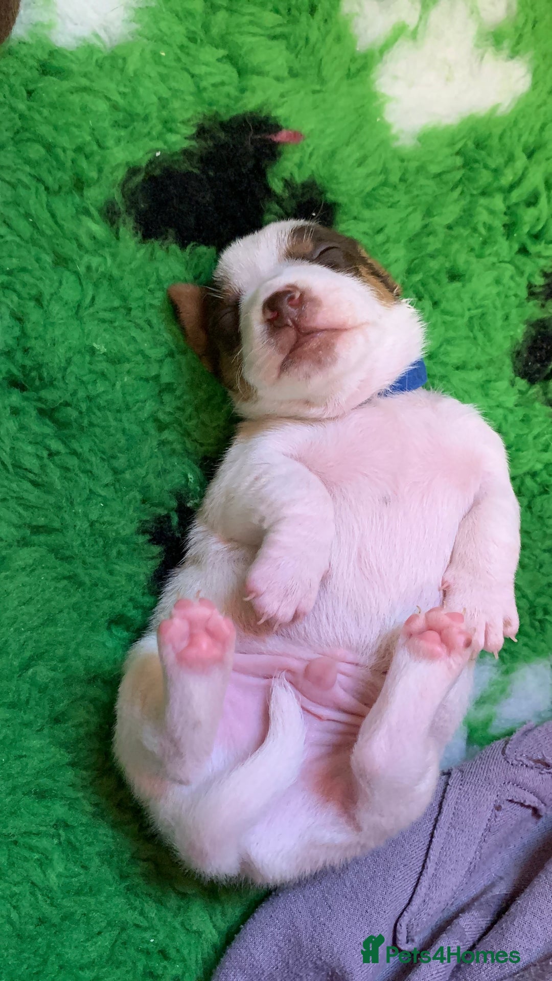 Jack Russell dogs for sale: Jack Russell Puppies  - Image 12